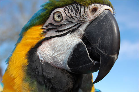Animal photography - Macaw at Tucson's Fords on Fourth car show