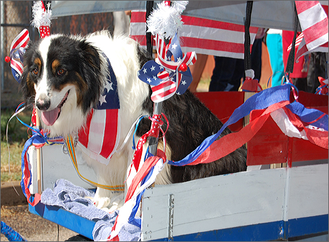 Event photography - Doggie wagon at Tucson's 45th Annual Camden-Palo Verde July 4th Parade