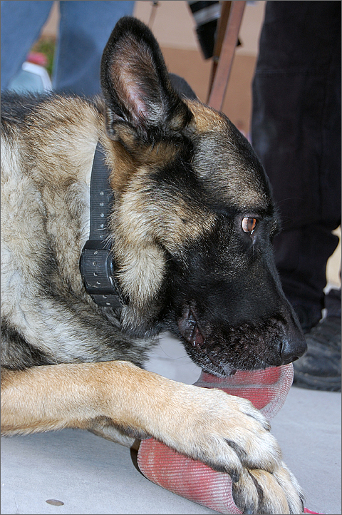 Event photography - K-9 takes a break at Tucson's 2008 National Night Out Against Crime and Drugs