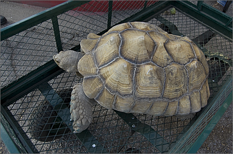 100-year-old desert tortoise in Tucson, Arizona