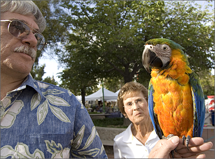 Macaw and handler at Tucson Folk Festival