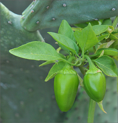 Nature photography - ailing pepper plants in Tucson, Arizona