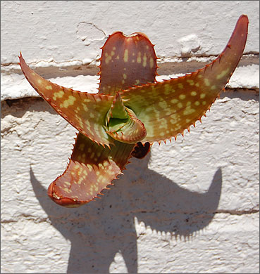 Nature photography - Aloe growing through crack in brick wall, Tucson, Arizona