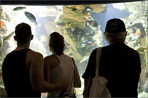 People viewing aquarium exhibit at Wildlife World, Litchfield Park, Arizona