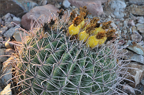 Nature photography - fish hook barrel cactus, Tucson, Arizona