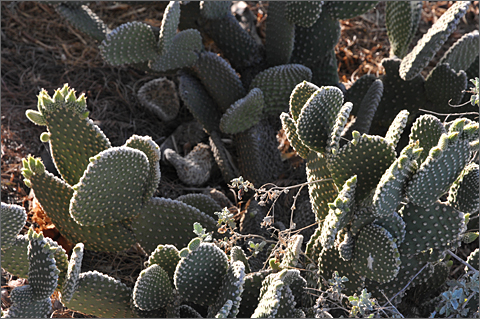 Nature photography - rabbit ears cactus, Tucson, Arizona
