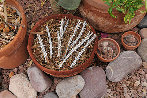 Nature photography - seeded basil pot in Tucson, Arizona