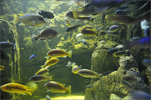 Nature photography - Aquarium fish at Wildlife World, Litchfield Park, Arizona