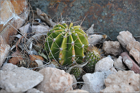 Nature photography - propagating cactus, Tucson, Arizona