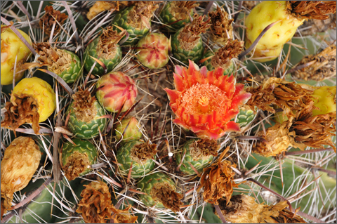 Nature photography - plump barrel cactus, Tucson, Arizona