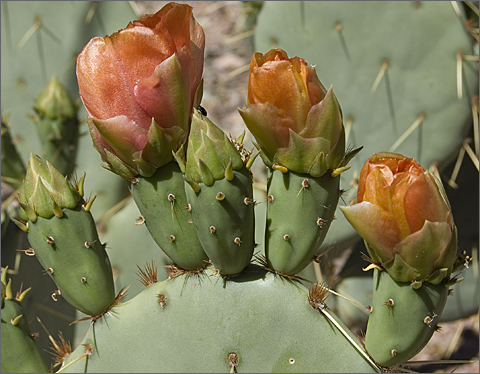 Flowering prickly pear cactus at Desert Botanical Garden, Phoenix, Arizona