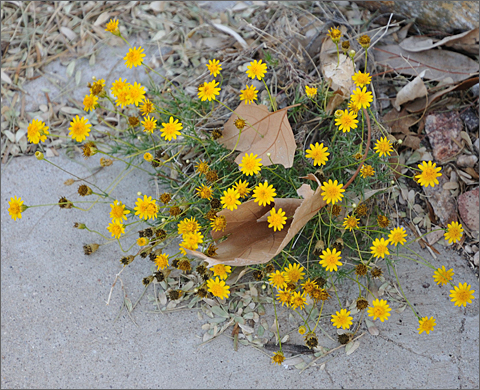 Nature photography - flowering dogweed in Tucson, Arizona
