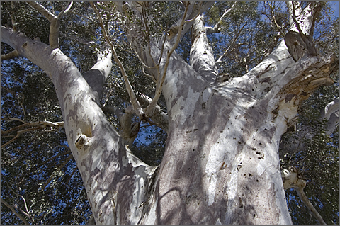 Nature Photography - Oldest tree in Tucson, Arizona