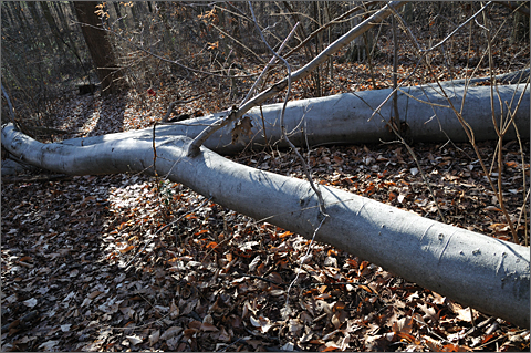 Nature photography - fallen beech tree, Westtown, Pennsylvania