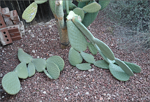 Nature photography - freeze-damaged prickly pear branches fallen to the ground in Tucson, Arizona