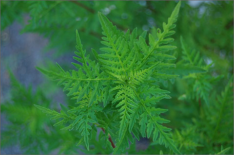 Nature photography - Ferns, Moss Point, Mississippi
