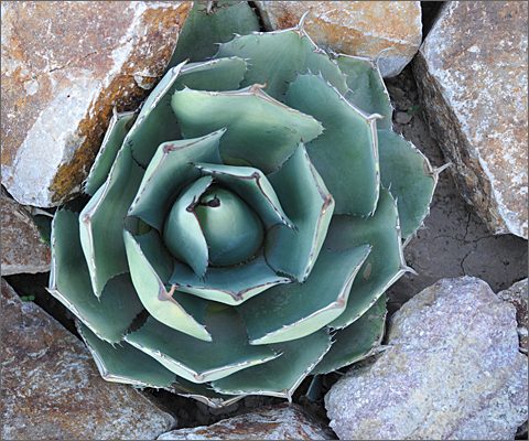 Nature photography - Agave in Fifth Avenue Greenway in Tucson, Arizona