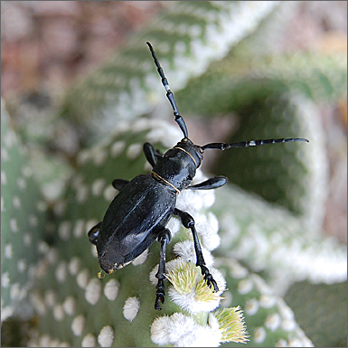 Nature photography - Fig beetle on rabbit ears cactus, Tucson, Arizona