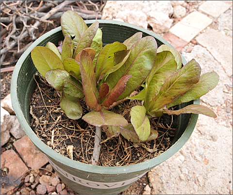 Nature photography - lettuce pot in Tucson, Arizona