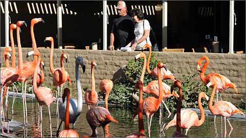 Nature photography - Flamingos observing humans at Wildlife World, Litchfield Park, Arizona