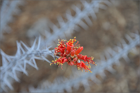 Nature photography - flowering ocotillo, Tucson, Arizona