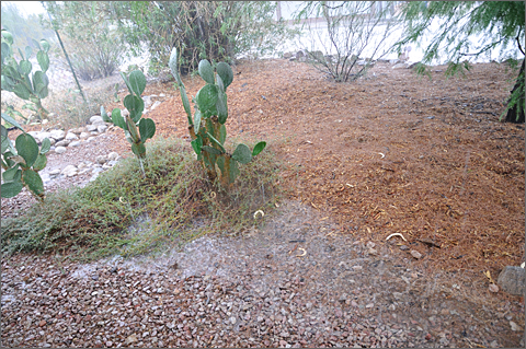 Nature photography - monsoon rain causing minor flooding in my Tucson, Arizona yard