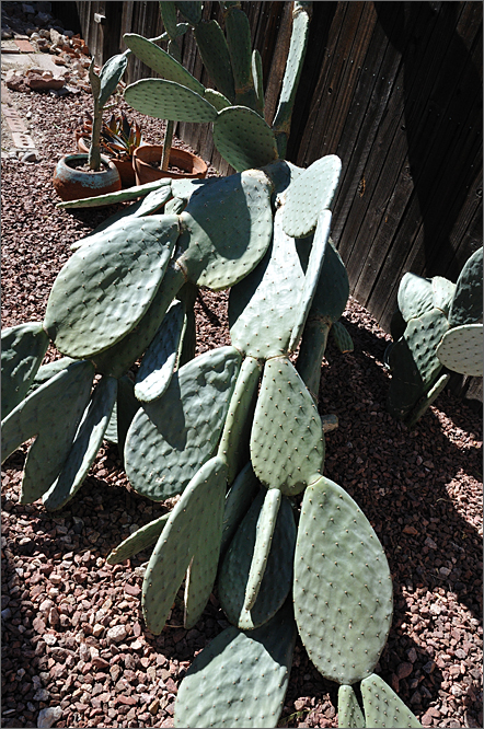 Nature photography - freeze-damaged prickly pear cactus in Tucson, Arizona