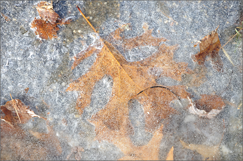 Nature photography - leaves frozen in ice