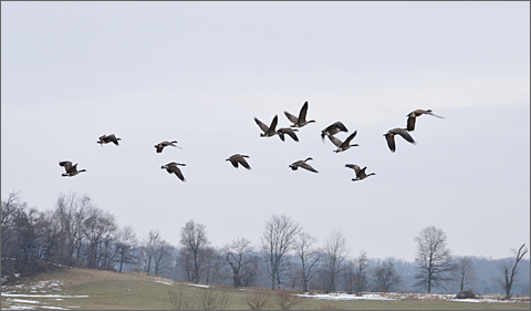 Nature photography - Canada geese in flight, Westtown, Pennsylvania
