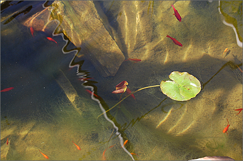 Nature photography - Goldfish pond at the Desert Botanical Garden, Phoenix, Arizona