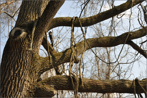Nature photography - monkey vine on trees in Chester County, Pennsylvania