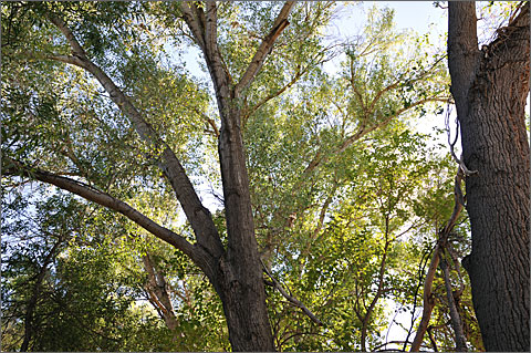 Nature photography - Cottonwoods near Hassayampa River, Arizona