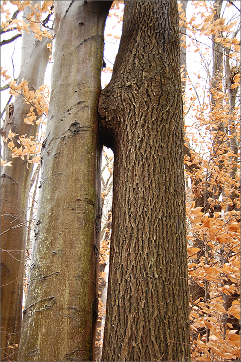 Nature photography - Kissing Trees, Westtown, Pennsylvania