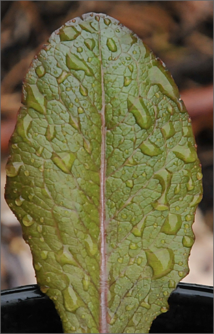 Nature photography - rain on lettuce leaf