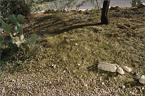 Nature photography - mesquite leaves on the ground in Tucson, Arizona