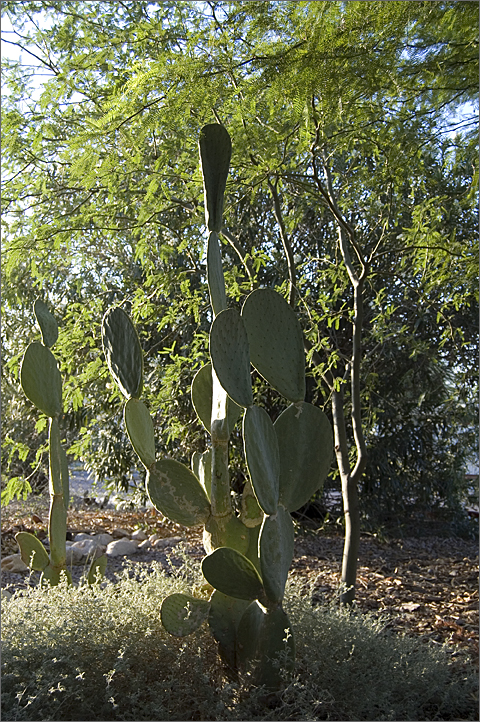 Nature Photography: Prickly Pear and Mesquite, Tucson, Arizona