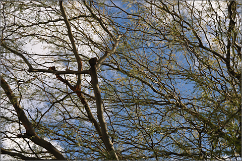 Nature photography - mesquite tree losing leaves in Tucson, Arizona