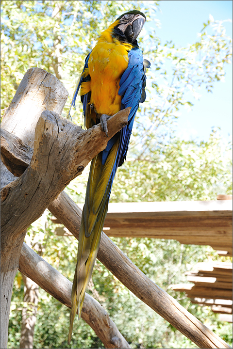 Nature photography - Military Macaw taking a siesta at Wildlife World, Litchfield Park, Arizona