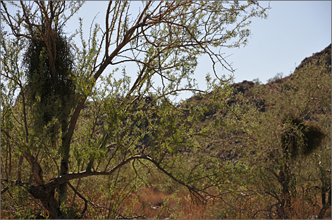 Nature photography - mistletoe-infested tree, White Tank Mountain Regional Park, Arizona