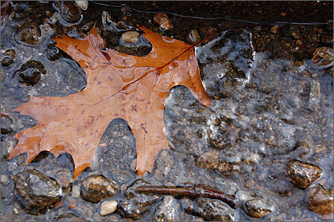Nature photography - Oak leaf, Westtown, Pennsylvania