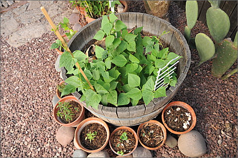 Nature photography - sprouting okra in pots in Tucson, Arizona