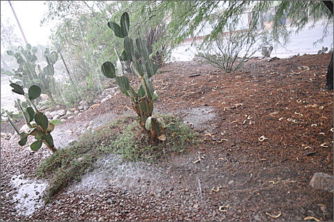 Nature photography - one-inch rainfall in Tucson, Arizona yard