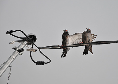 Nature photography - soggy birds after one-inch rainfall in Tucson, Arizona