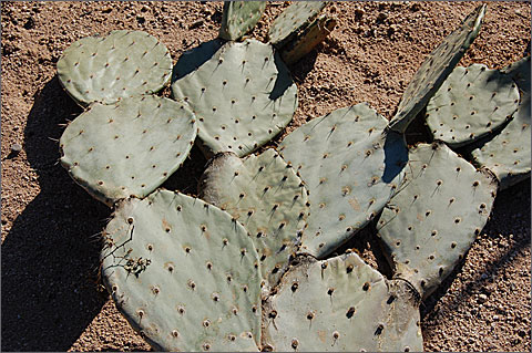 Nature photography - Prickly pear cactus pads on the ground, Tucson, Arizona