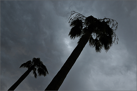Nature photography - storm clouds and palm trees, Tucson, Arizona