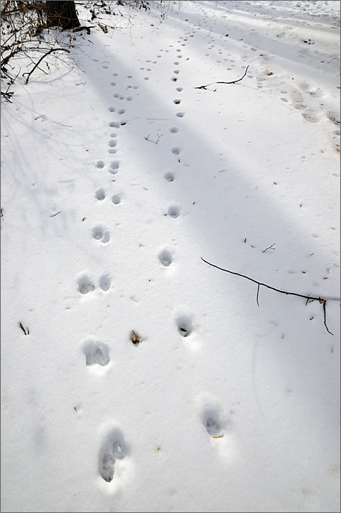 Nature photography - Pawprints in the snow at Penn Wood School, Westtown, Pennsylvania
