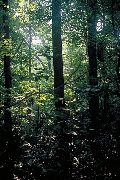 Nature photography - Penn Wood School, Westtown, Pennsylvania