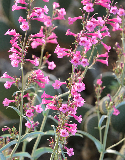 Nature photography - flowering penstemon in Tucson, Arizona