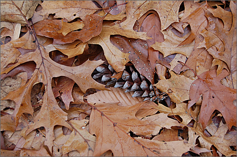 Nature photography - Pinecone in leaves, Westtown, Pennsylvania