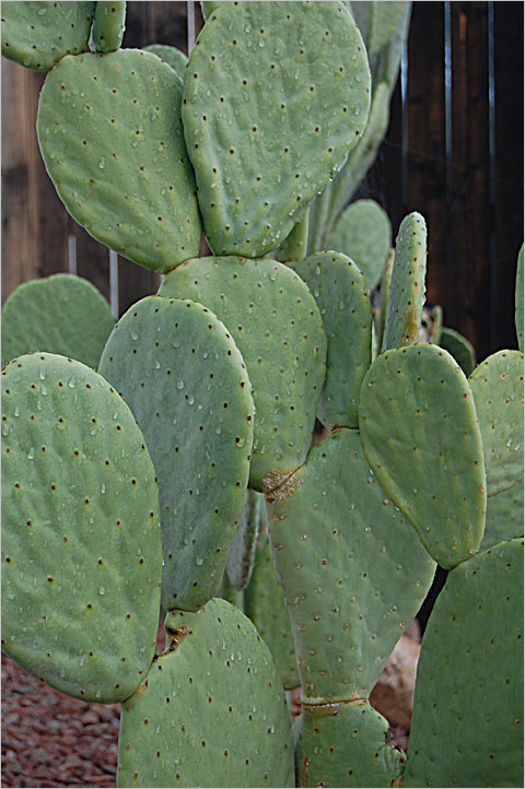 Nature photography - Prickly pear cactus, Tucson, Arizona